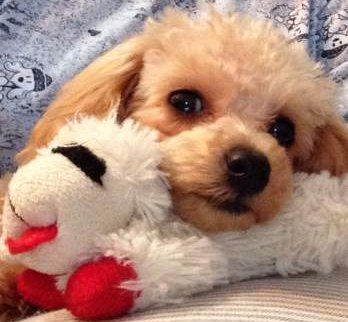 Poodle hugging a toy